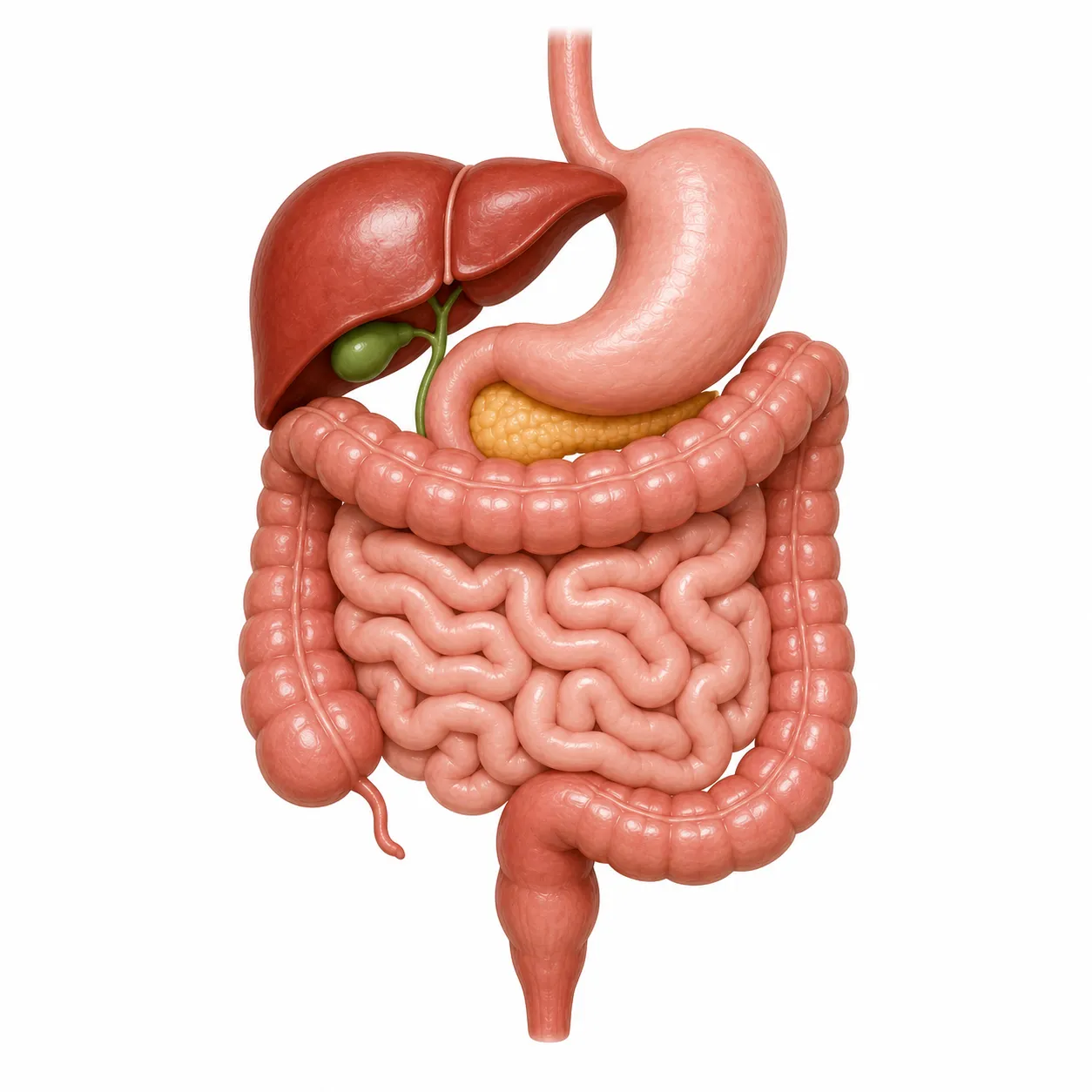 Gastroenterology